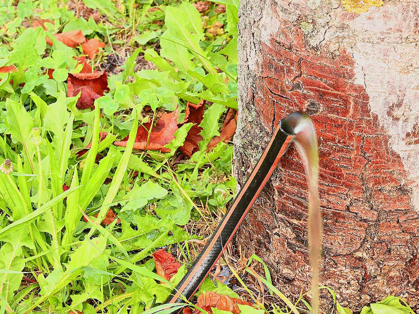 a black-orange striped water hose, which leans toward a gnarled tree-trunk of a chestnut tree, and from which flows a light stream of water, in the background and to the left juicy-green dandelion