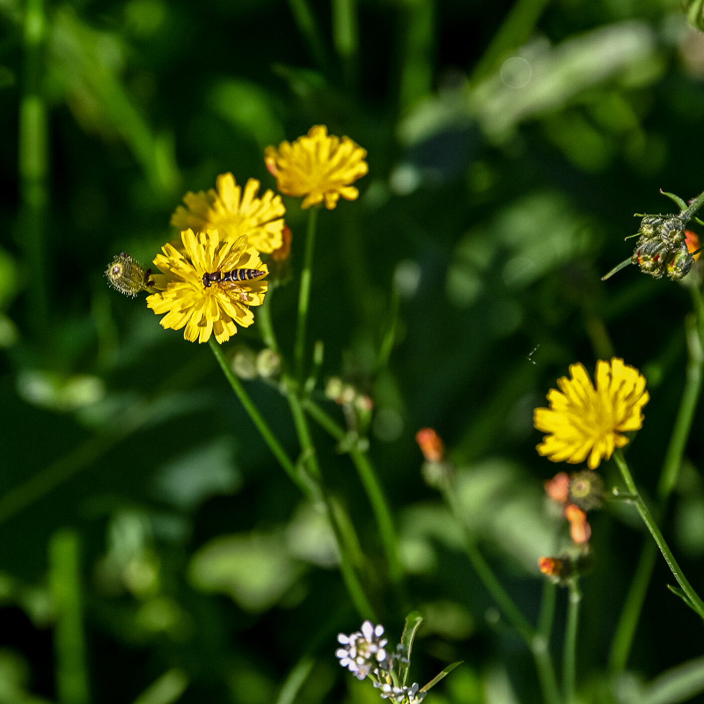 Blumenwise mit gelben Blüte und Insekt - bwz Schwingungstechnik